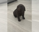 Small Photo #1 Labrador Retriever Puppy For Sale in WEST COVINA, CA, USA
