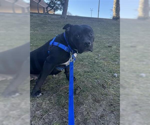 Medium Photo #2 American Bulldog-Unknown Mix Puppy For Sale in Boston, MA, USA