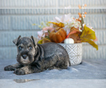 Puppy Harry Schnauzer (Miniature)