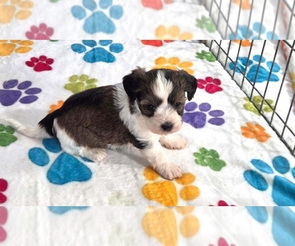 Medium Photo #6 Havashire Puppy For Sale in ORO VALLEY, AZ, USA