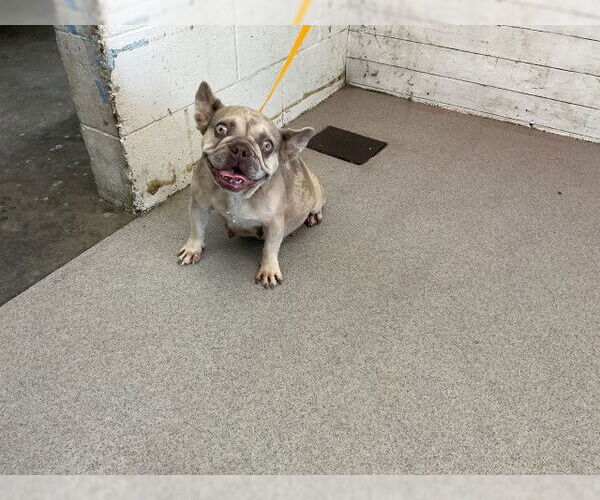 Medium Photo #1 French Bulldog Puppy For Sale in San Bernardino, CA, USA