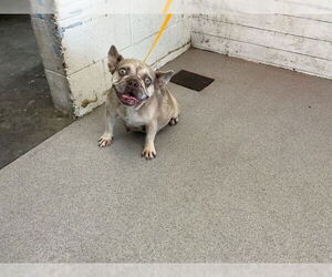 Medium French Bulldog