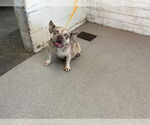 Small French Bulldog