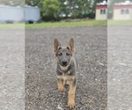 Small #2 German Shepherd Dog