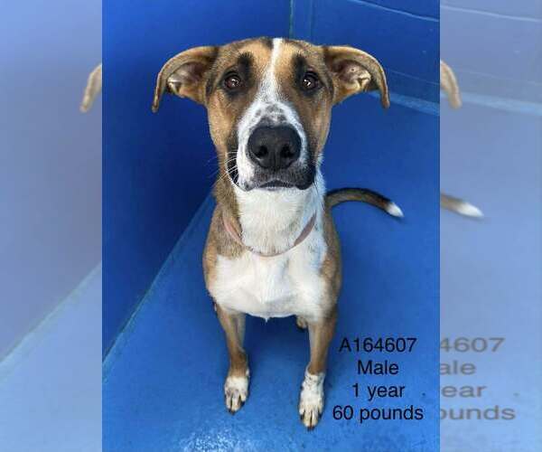 Medium Photo #1 German Shepherd Dog-Unknown Mix Puppy For Sale in Calgary, Alberta, Canada