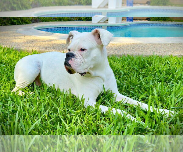Medium Photo #4 Boxer Puppy For Sale in Austin, TX, USA