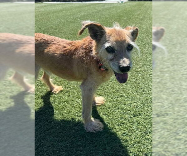Medium Photo #3 Norfolk Terrier-Unknown Mix Puppy For Sale in Newport Beach, CA, USA