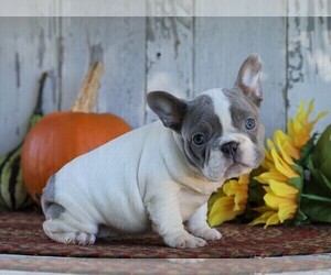 French Bulldog Puppy for sale in FREDERICKSBG, OH, USA
