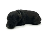 Small Photo #11 Schnauzer (Miniature) Puppy For Sale in WINTERVILLE, GA, USA