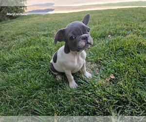 Medium French Bulldog