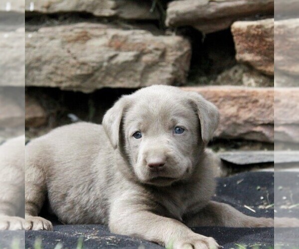 Medium Photo #1 Labrador Retriever Puppy For Sale in DANVILLE, PA, USA