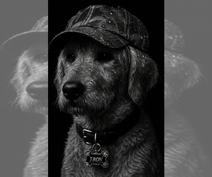 Father of the Goldendoodle puppies born on 03/05/2026