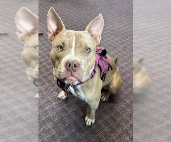 Medium Photo #6 American Pit Bull Terrier-Unknown Mix Puppy For Sale in Grafton, WI, USA