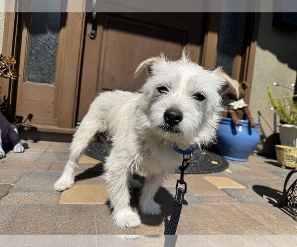 Medium Photo #2 Border Terrier-Jack Russell Terrier Mix Puppy For Sale in Santa Clara, CA, USA