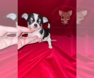 Chihuahua Puppy for Sale in TRACY, California USA