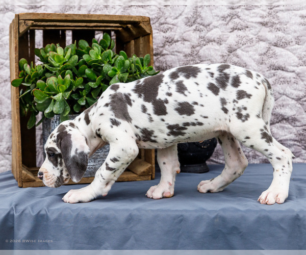 Medium Photo #17 Great Dane Puppy For Sale in WAKARUSA, IN, USA