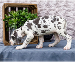 Small #7 Great Dane