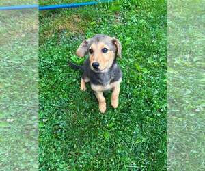 Mutt Dogs for adoption in New Oxford , PA, USA