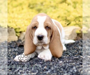 Basset Hound Puppy for sale in BIRD IN HAND, PA, USA