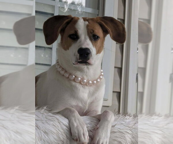 Medium Photo #1 Mutt Puppy For Sale in Fairfax, VA, USA