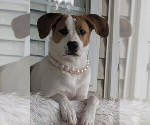 Mutt Dogs for adoption in Fairfax, VA, USA
