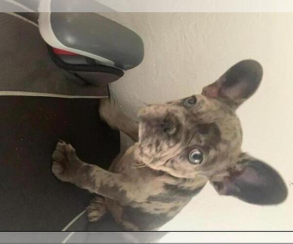 Medium Photo #1 French Bulldog Puppy For Sale in FAIRFIELD, CA, USA