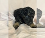 Cordell - Female Bernedoodle (Miniature) Puppy for Sale - Photo #10