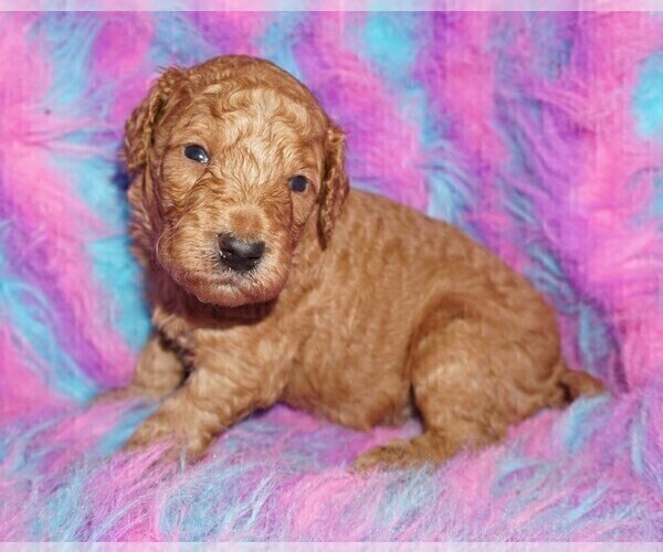 Medium Photo #6 Labradoodle Puppy For Sale in LA HABRA, CA, USA