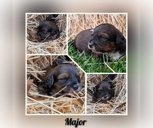 Beagle-Maltipoo Mix Puppy for sale in BROOKFIELD, MO, USA