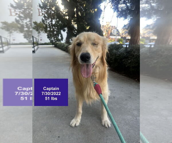Medium Photo #10 Golden Retriever Puppy For Sale in West Hollywood, CA, USA