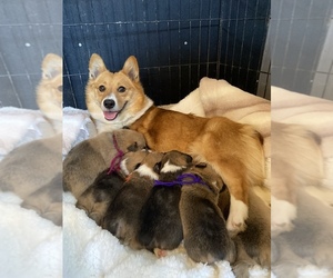 Mother of the Pembroke Welsh Corgi puppies born on 03/06/2022