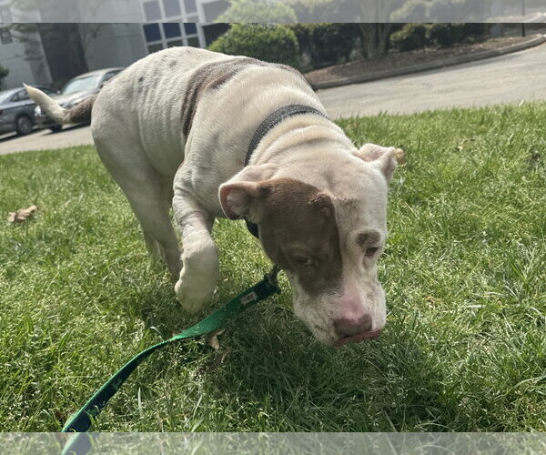 Medium Photo #5 American Pit Bull Terrier-Bull Terrier Mix Puppy For Sale in Holly Springs, NC, USA