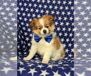 Fox Terrier (Smooth)-Pomeranian Mix Puppy for sale in LEOLA, PA, USA