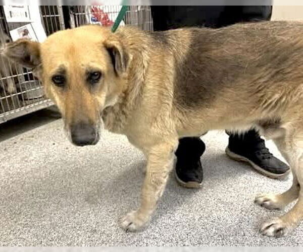 Medium Photo #2 German Shepherd Dog-Unknown Mix Puppy For Sale in Houston, TX, USA
