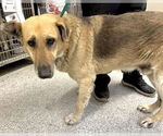 Small #1 German Shepherd Dog Mix