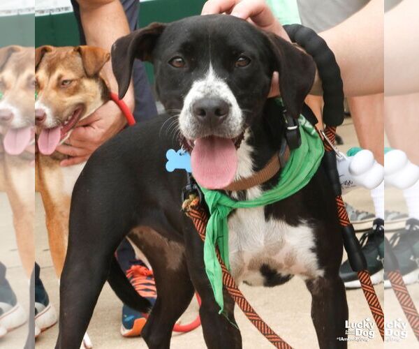 Medium Photo #6 Lab-Pointer Puppy For Sale in Washington, DC, USA