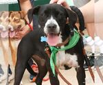 Small Photo #6 Lab-Pointer Puppy For Sale in Washington, DC, USA