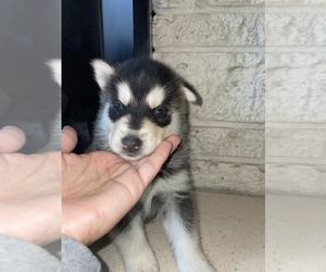 Siberian Husky Puppy for sale in EUGENE, OR, USA