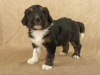 Small Photo #1 Bernedoodle Puppy For Sale in RIVERSIDE, IA, USA