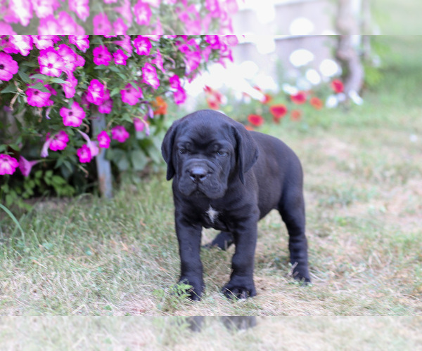 Medium Photo #16 Cane Corso Puppy For Sale in ETNA GREEN, IN, USA