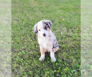 Australian Shepherd Puppy for sale in SAINT JOHNS, MI, USA