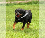 Small #17 Rottweiler
