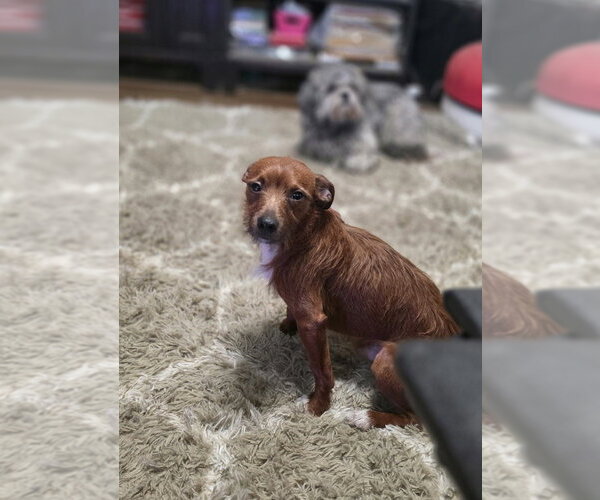 Medium Photo #4 Dachshund-Unknown Mix Puppy For Sale in Aurora, IN, USA