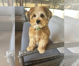 YorkiePoo Puppy for sale in RIO LINDA, CA, USA