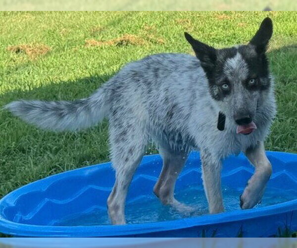 Medium Photo #2 Mutt Puppy For Sale in Newfoundland, PA, USA
