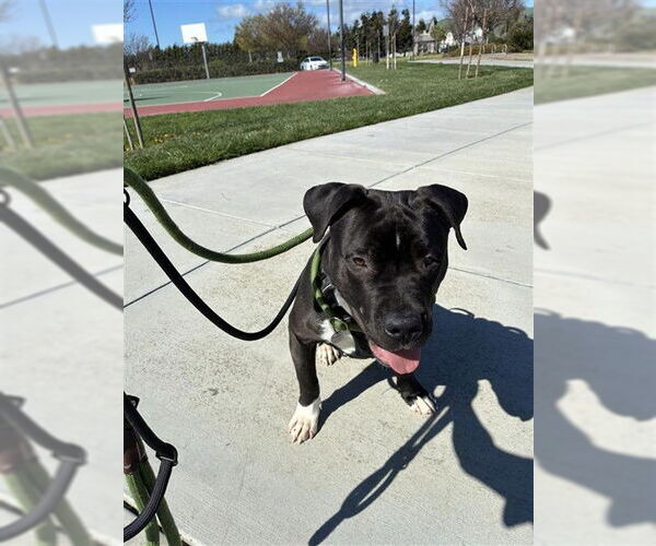 Medium Photo #2 Mutt Puppy For Sale in Fremont, CA, USA