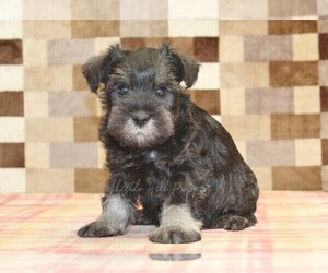 Schnauzer (Miniature) Puppy for sale in DENVER, PA, USA