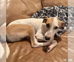 Small #10 Retriever  Mix