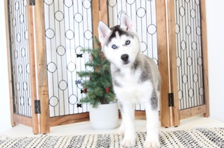 Siberian Husky Puppy for sale in NAPLES, FL, USA