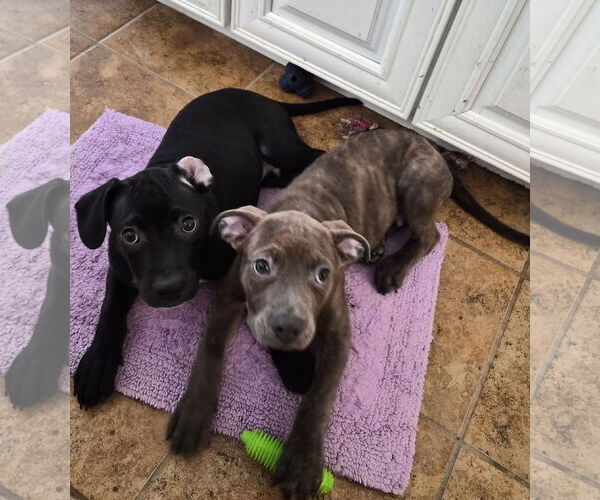 Medium Photo #16 American Pit Bull Terrier-Unknown Mix Puppy For Sale in Holly Springs, NC, USA